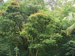 Hana Hwy

